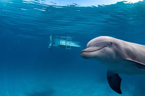 dolphins swimming