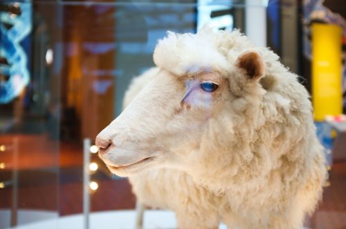 doll the sheep cloned, biggest event each year