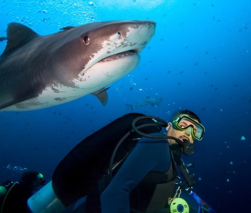 tiger shark and scuba diver, shark photos