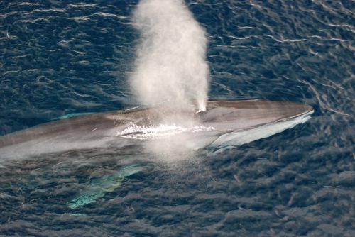 fin whale