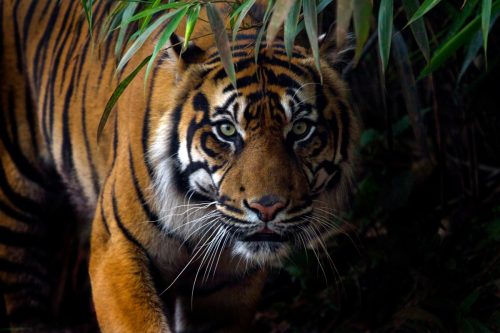 sumatran tiger