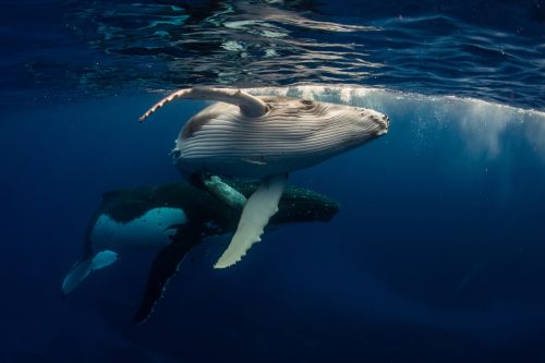 Humpback whales