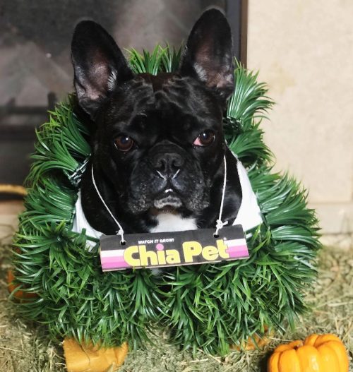Lady Gaga's dog Miss Asia dressed as a Chia Pet for Halloween 2018
