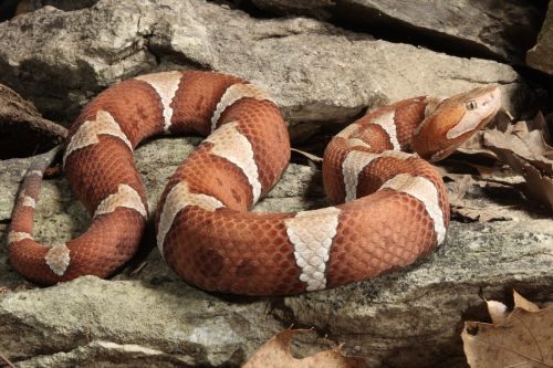 Copperhead snake