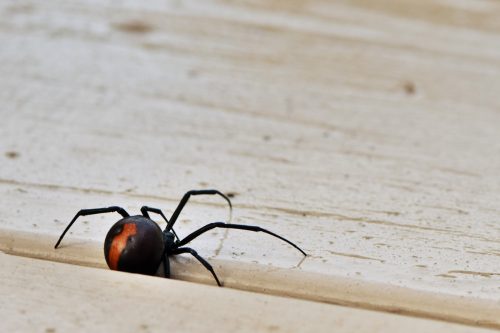 A redback spider, Australia's black widow, a venomous Australian native arachnid on a deck in Wonthaggi on the Bass Coast, South Gippsland, Victoria, Australia