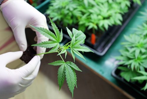 Hands holding marijuana plant