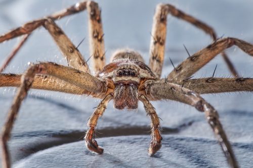 common huntsman spider close up