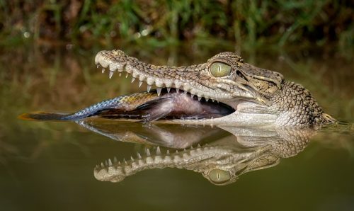 Hungry Crocodile is eating the fish.