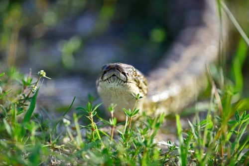 Burmese python