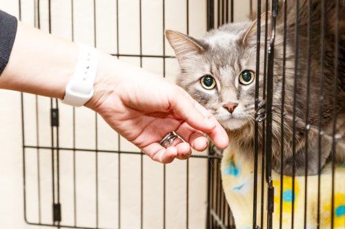 Cat in cage