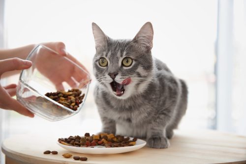 Owner feeding cat at home