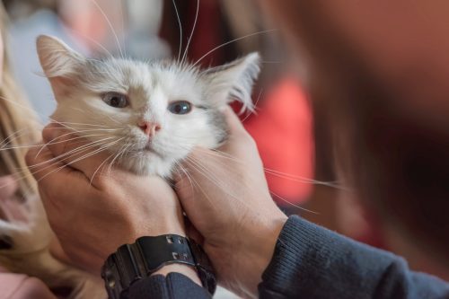 Cute cat muzzle with smart scared eyes in the hands of a volunteer