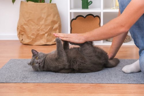 A man plays with his hands with a gray cat chartreuse. 