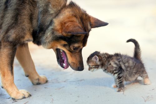 Big dog and little kitten sniffing each other outdoor