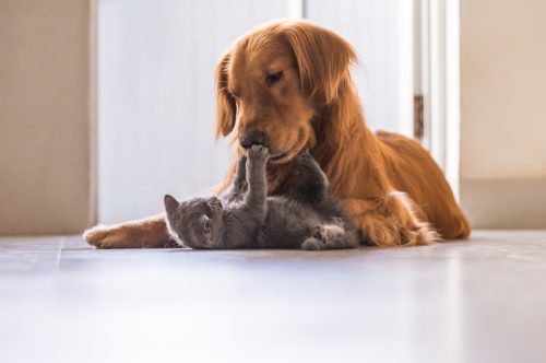 Golden retrievers and British shorthair