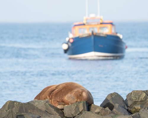 Freya the Walrus.