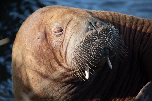 the walrus Freya resting in Hvide sande