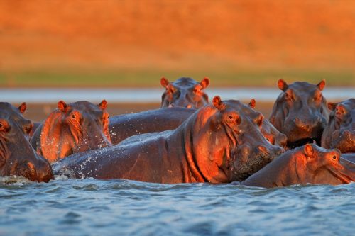 Hippo head in the blue water, African Hippopotamus, Hippopotamus amphibius capensis, with evening sun, animal in the nature water habitat, Mana Pools NP, Zimbabwe, Africa. Wildlife scene from nature.