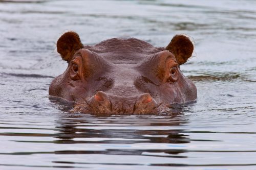 Hippopotamus