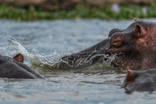 Hippopotamus