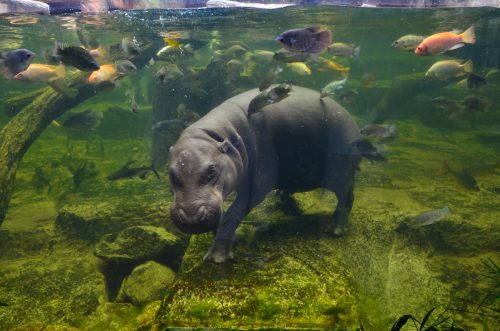 Hippo underwater, pygmy hippopotamus in water through glass, Khao Kheo open zoo, Thailand, animal wild life