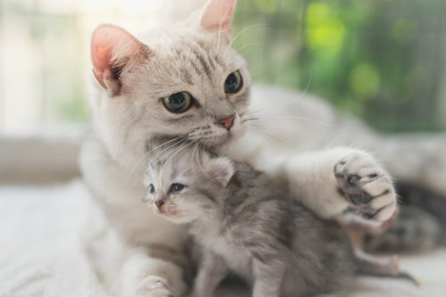 American shorthair cat hugging her kitten with love