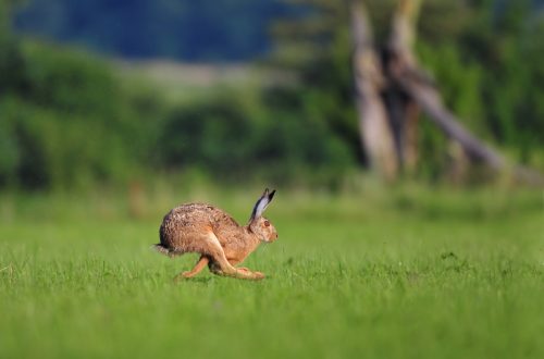 Brown hare running. 