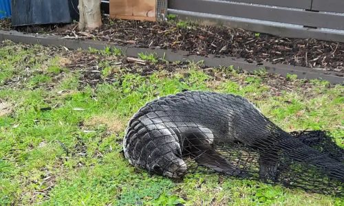 Seal at home