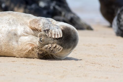 Seal covering its eyes.