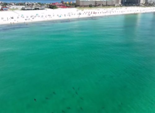 Group of sharks in water.