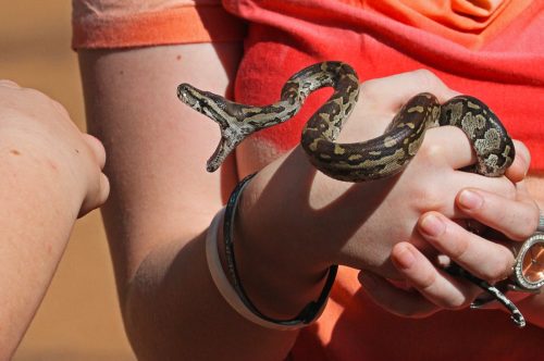 Southern African Python being held by a person, while it is trying to bite.
