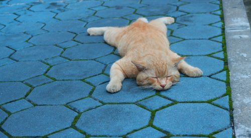 Cat sleeping on the floor.