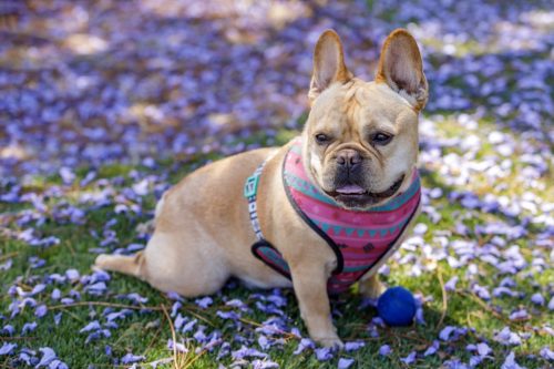 French Bulldog Splooting Off-leash dog park in Northern California.