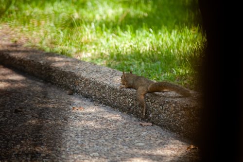 A squirrel in a tree on a sunny summer day.