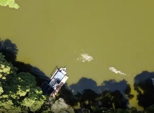 Alligator attack of triathlete swimming in preparation for event is visible in drone footage taken above Lake Thonotosassa, FL