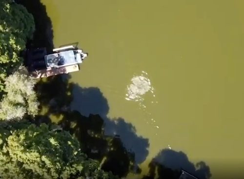 Alligator attack of triathlete swimming in preparation for event is visible in drone footage taken above Lake Thonotosassa, FL