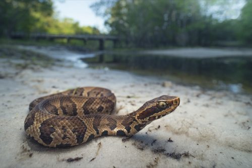 Wild juvenile cottonmouth snake (Agkistrodon piscivorus) in Florida