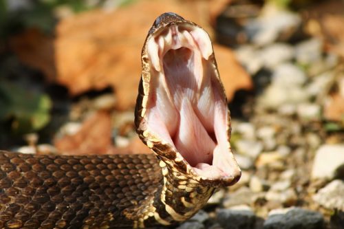 Cottonmouth with open mouth