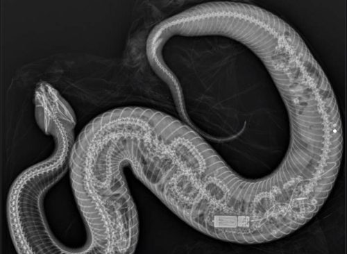 Water moccasin x-ray
