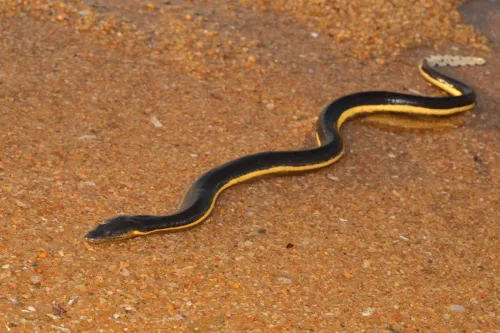 Venomous Yellow bellied Sea Snake