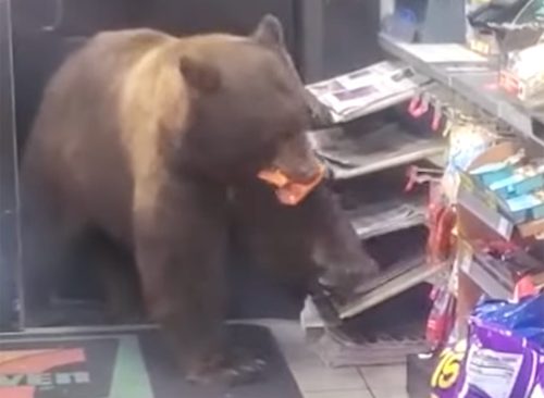 Video of Massive Bear Shoplifting Candy From California 7-Eleven
