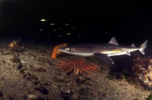 A spiny dogfish patrolling the the cold waters of Puget Sound