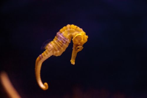 Lined seahorse Hippocampus erectus clings to a strand of seaweed.