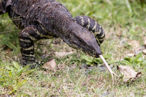 Lace Monitor Lizard flickering it's tongue