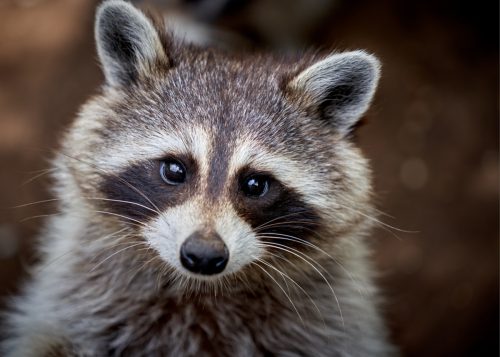 Closeup portrait of a raccoon.