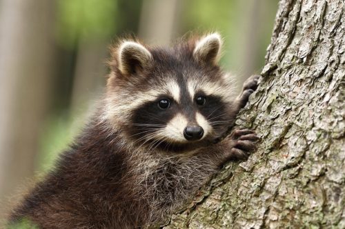 Raccoon portrait