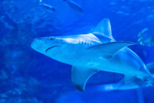 Sandbar shark