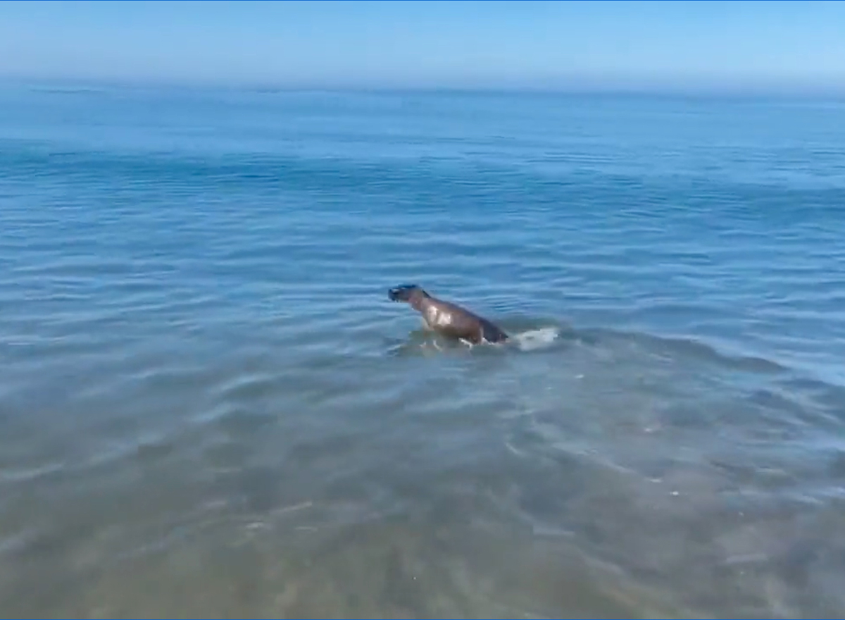 Video Shows Seal and Dog Playing Fetch Together on a Beach