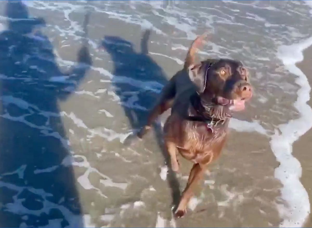 Video Shows Seal and Dog Playing Fetch Together on a Beach