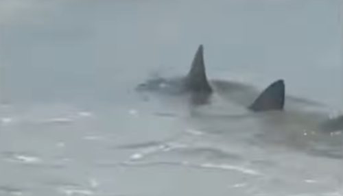 Shark video